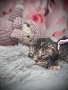 🍎 Maine Coon Les Aristocoons Belle Black Silver Tabby & Blanc