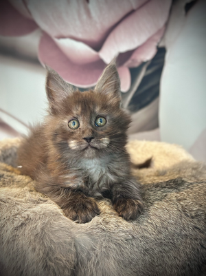 Angel Maine Coon Black Smoke - Chaton de 8 semaines