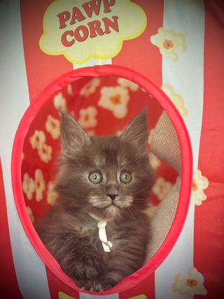 Angel, an 8-week-old Maine Coon kitten