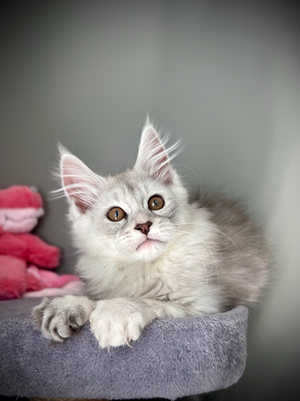 Kovu - Maine coon de 13 semaines