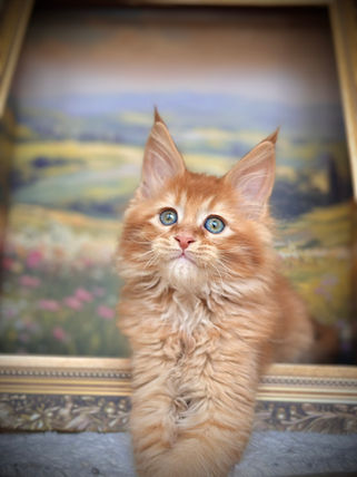 🪄 Maine Coon Les Aristocoons Arthur Weasley Red Solide Polydactyle