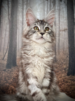 Ohana Maine Coon Black Silver Tabby - Chaton de 17 semaines