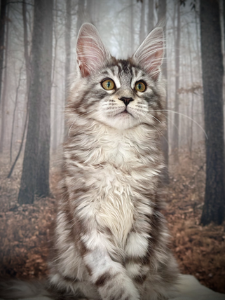 Ohana Maine Coon Black Silver Tabby - Chaton de 17 semaines
