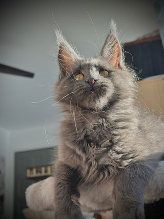 🎄 Maine Coon Les Aristocoons Cindy Lou Blue Smoke