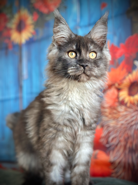 Lilo Maine Coon Black Smoke Polydactyle - Chaton 18 semaines 