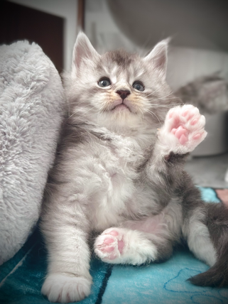 James Maine Coon Black Silver Ticked Tabby & Blanc - 5 semaines de vie 