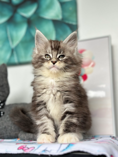 Ali Maine Coon de 7 semaines