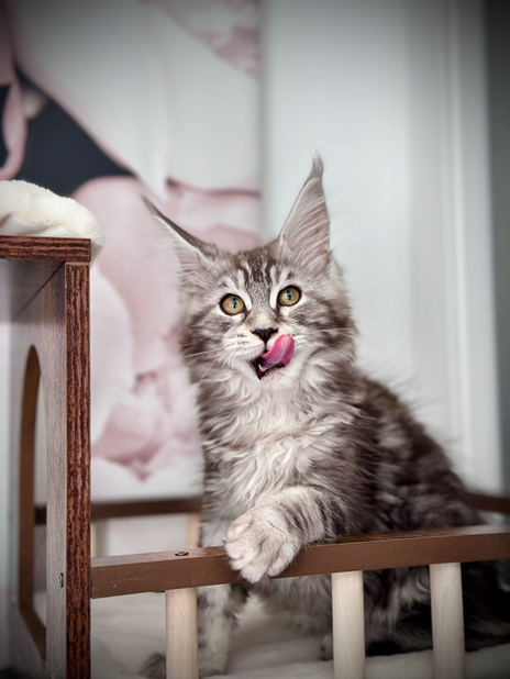 Ohana Maine Coon Black Silver Tabby - Chaton de 13 semaines