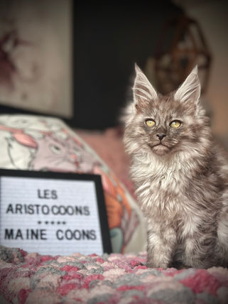 🪄 Maine Coon Les Aristocoons Hermione Black Smoke 