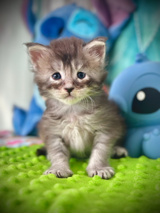 Kawena Chaton Maine Coon de 4 semaines