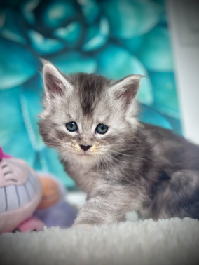 🌟 Sky Maine Coon Black Silver Ticked Tabby & Blanc   - 6 semaines de vie  