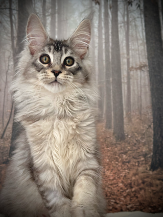 Kawena Maine Coon Black Silver Ticked Tabby - 17-week-old kitten