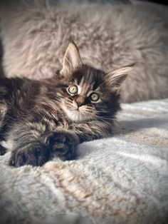 🎄 Maine Coon Les Aristocoons Chiara Lou Brown Classique Tabby – Polydactyle 