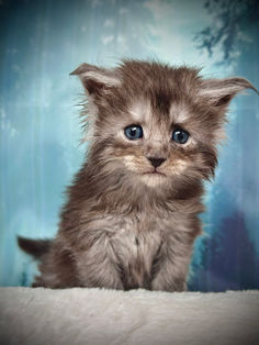 🪄 Maine Coon Les Aristocoons Narcissa Black Smoke 