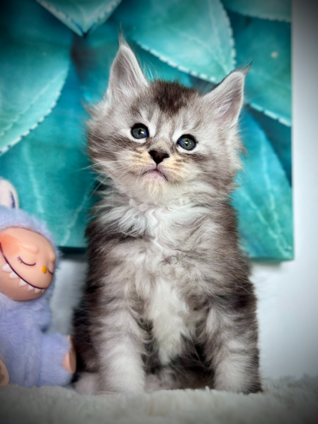 ๐ James Maine Coon Black Silver Ticked Tabby & Blanc   - 6 semaines de vie