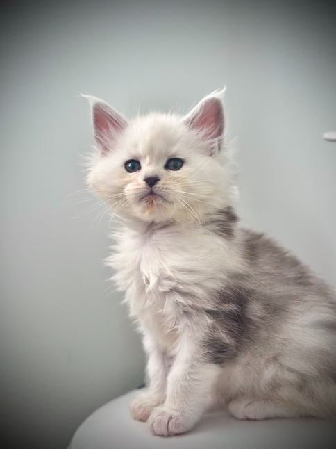 Jasmine, a 6-week-old Maine Coon