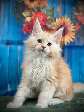 🌟Peter Pan Maine Coon Red Smoke - 9 semaines de vie  