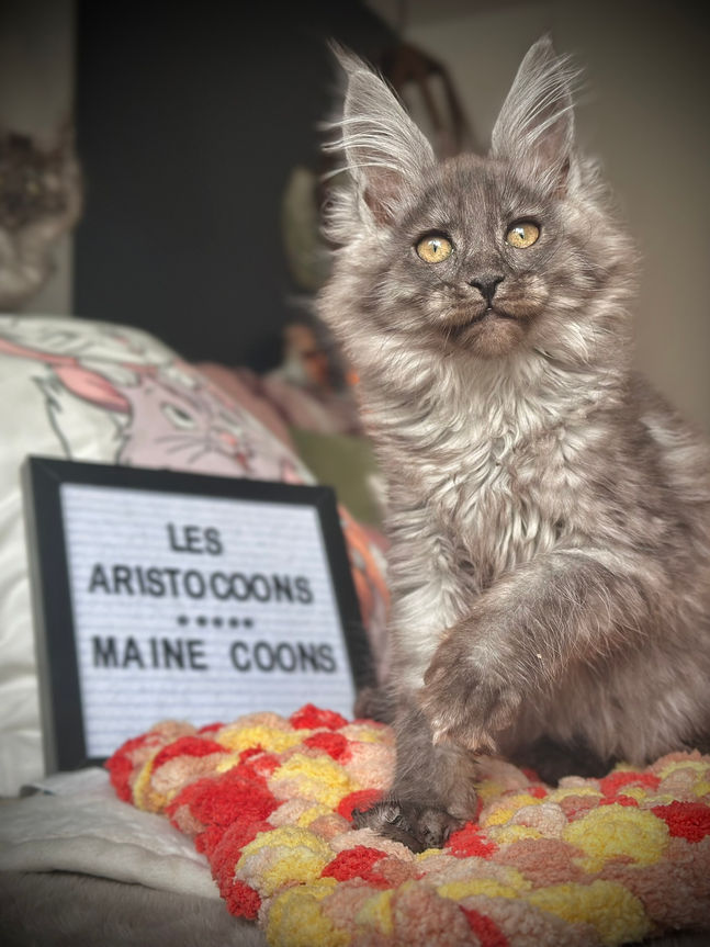 🪄 Maine Coon Les Aristocoons Bellatrix Black Smoke