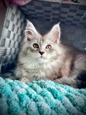 Sarabi - Maine coon de 12 semaines