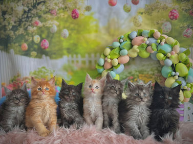 Toute la portée de chatons Maine Coons à 6 semaines d'âge
