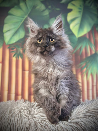 🎄 Maine Coon Les Aristocoons Betty Lou Black Smoke – Polydactyle 