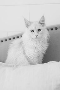 🌟 Maine Coon Les Aristocoons Hook – Devenu Merlin 