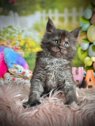 🪄 Maine Coon Les Aristocoons Harry Potter Black Smoke Polydactyle
