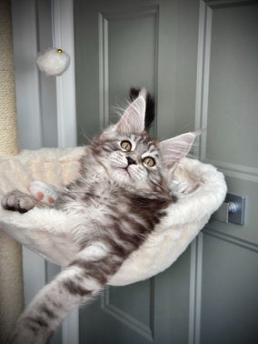 Ohana Maine Coon Black Silver Tabby - Chaton de 13 semaines