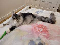 🧞‍♂️ Maine Coon Les Aristocoons Ali – Devenu Zack Black Silver Blotched Tabby & Blanc  