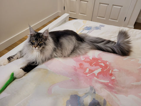 🧞♂️ Maine Coon Les Aristocoons Ali – Devenu Zack Black Silver Blotched Tabby & Blanc