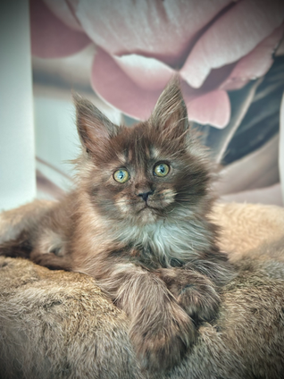 Lilo Maine Coon Black Smoke Polydactyl - 8 week old kitten