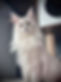 IMG_8426.JPEG