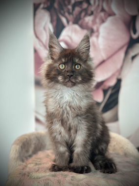Lilo Maine Coon Black Smoke Polydactyle - Chaton de 11 semaines