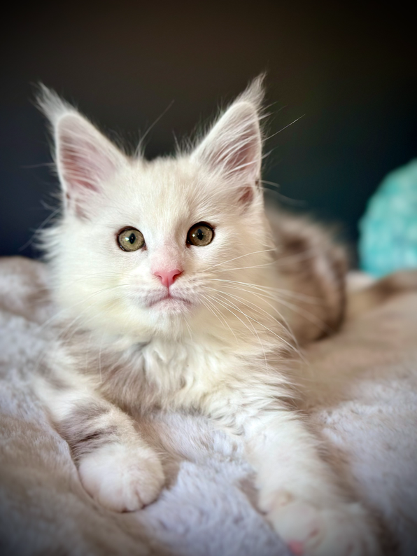 Aladdin Maine Coon de 10 semaines