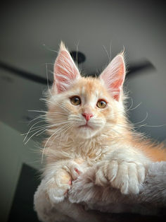 🪄 Maine Coon Les Aristocoons Ron Weasley Red Smoke Polydactyle