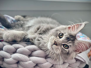 Welcoming a new kitten 