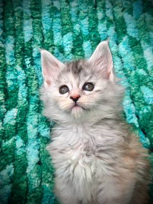 ๐ Clochette Maine Coon Black Silver Tortie - 7 semaines de vie