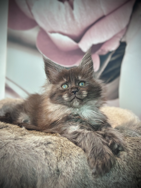 Lilo Maine Coon Black Smoke Polydactyle - Chaton de 8 semaines 