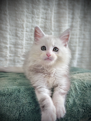 Aladdin, a 9-week-old Maine Coon
