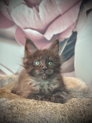 Hawaii Maine Coon Black Smoke - Chaton de 8 semaines