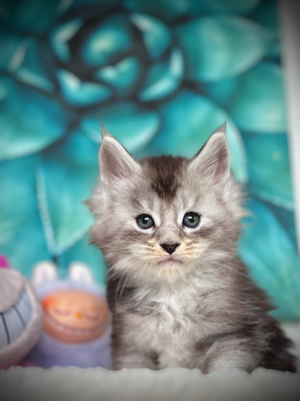 ๐ James Maine Coon Black Silver Ticked Tabby & Blanc   - 6 semaines de vie