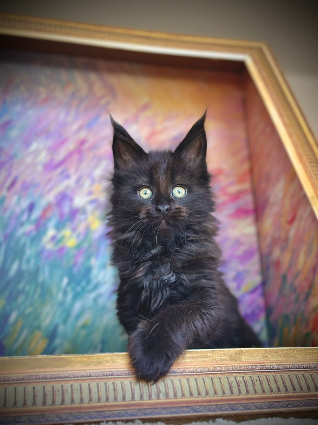 🪄 Maine Coon Les Aristocoons Minerva Black Solide Polydactyle