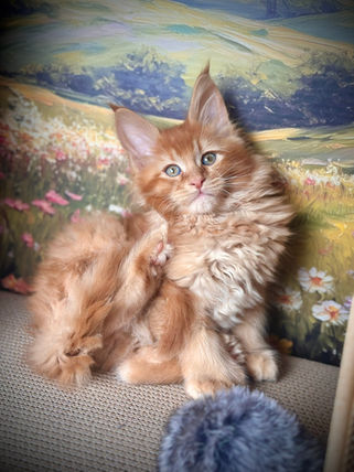 🪄 Maine Coon Les Aristocoons Arthur Weasley Red Solide Polydactyle