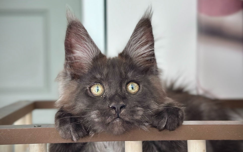 Chat Maine Coon Blak Smoke