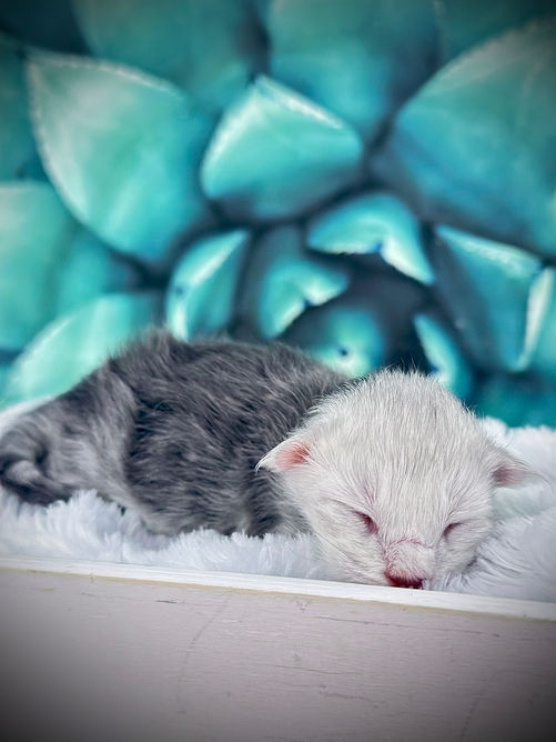 Bébé Kovu, 1 jour de vie était déjà un chaton charmant! 