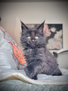 🪄 Maine Coon Les Aristocoons Minerva Black Solide Polydactyle