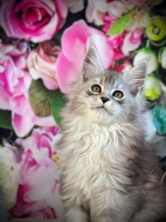 🌟 Maine Coon Les Aristocoons Sky Black Silver Ticked Tabby & Blanc