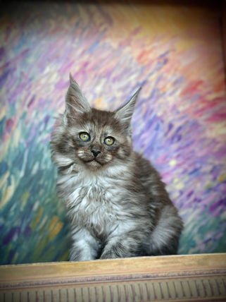 🪄 Maine Coon Les Aristocoons Hermione Black Smoke
