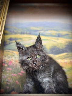 🪄 Maine Coon Les Aristocoons Harry Potter Black Smoke Polydactyle