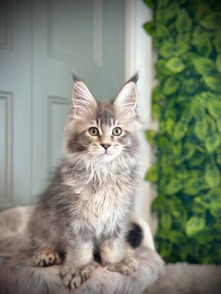 Stitch, a blue silver ticked tabby polydactyl Maine Coon kitten, is 12 weeks old.